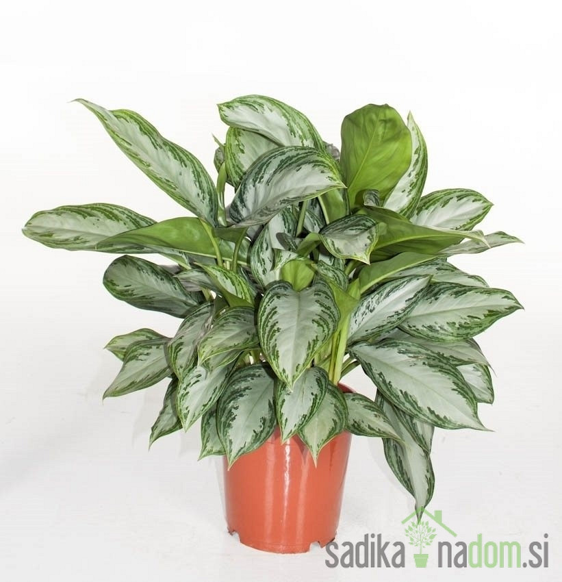 Betičnik - Aglaonema Silver Bay