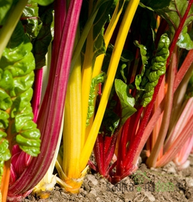Blitva Rhubarb Chard / Bali