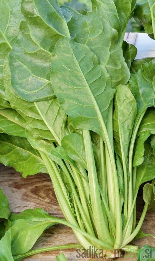 Seme Blitva/ Mangold Liscia verde da taglio 482