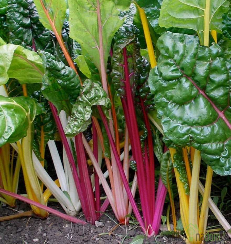 Seme Blitva Pisanolistna Five Colours