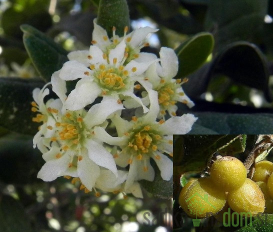 Boldovec (peumus boldus)