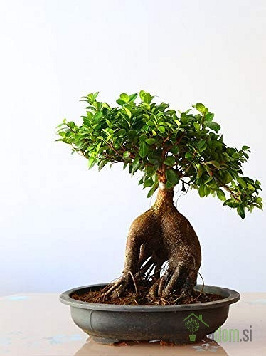 Bonsaj Ficus Microcarpa Ginseng