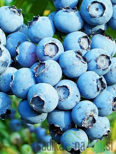 Ameriška borovnica Powder Blue