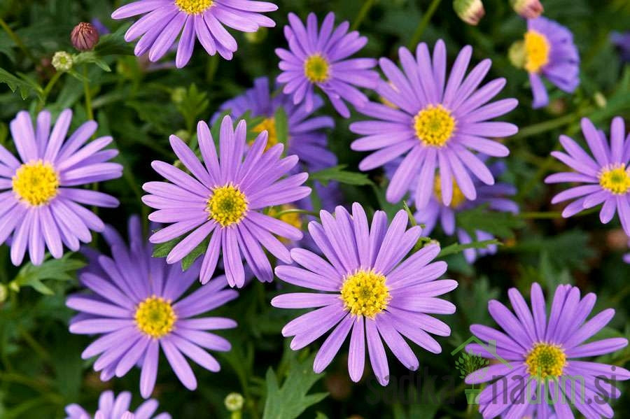 Brahikoma (Brachycome sp.)