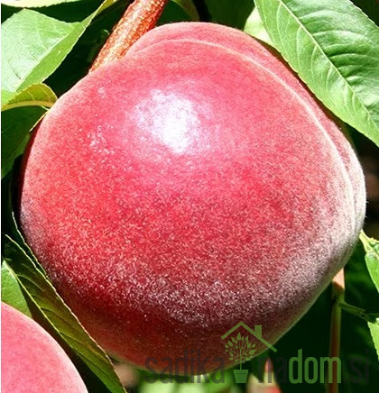 Breskev Early Redhaven