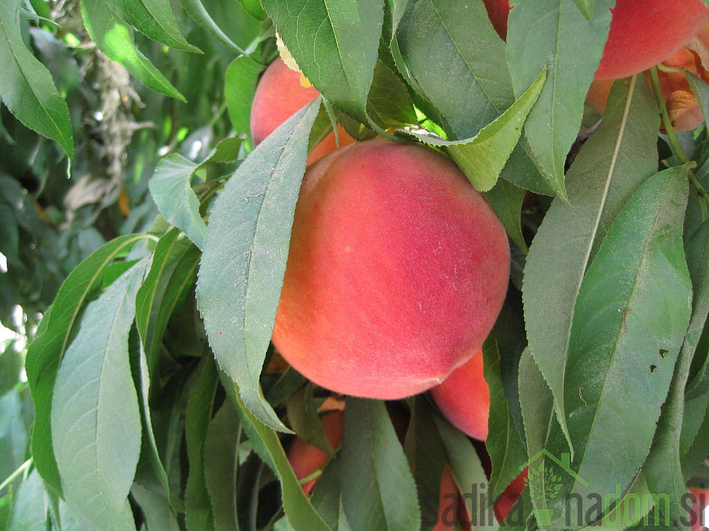 Breskev Elegant Lady