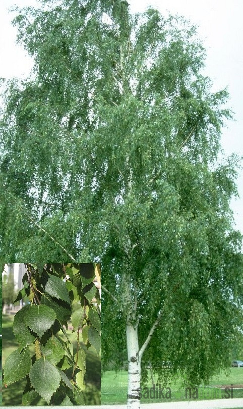 Navadna breza (Betula pendula)