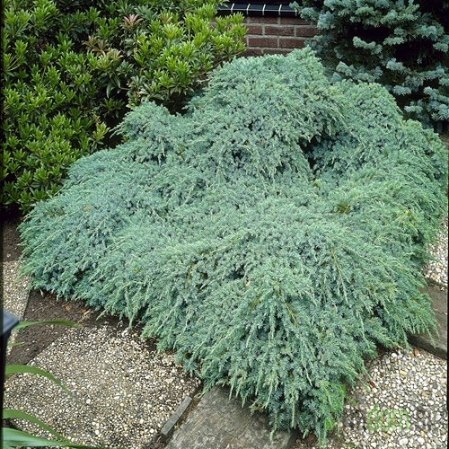Brin luskasti Blue Carpet (Juniperus squamata)
