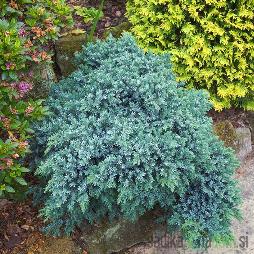 Brin luskasti Blue Star (Juniperus squamata)