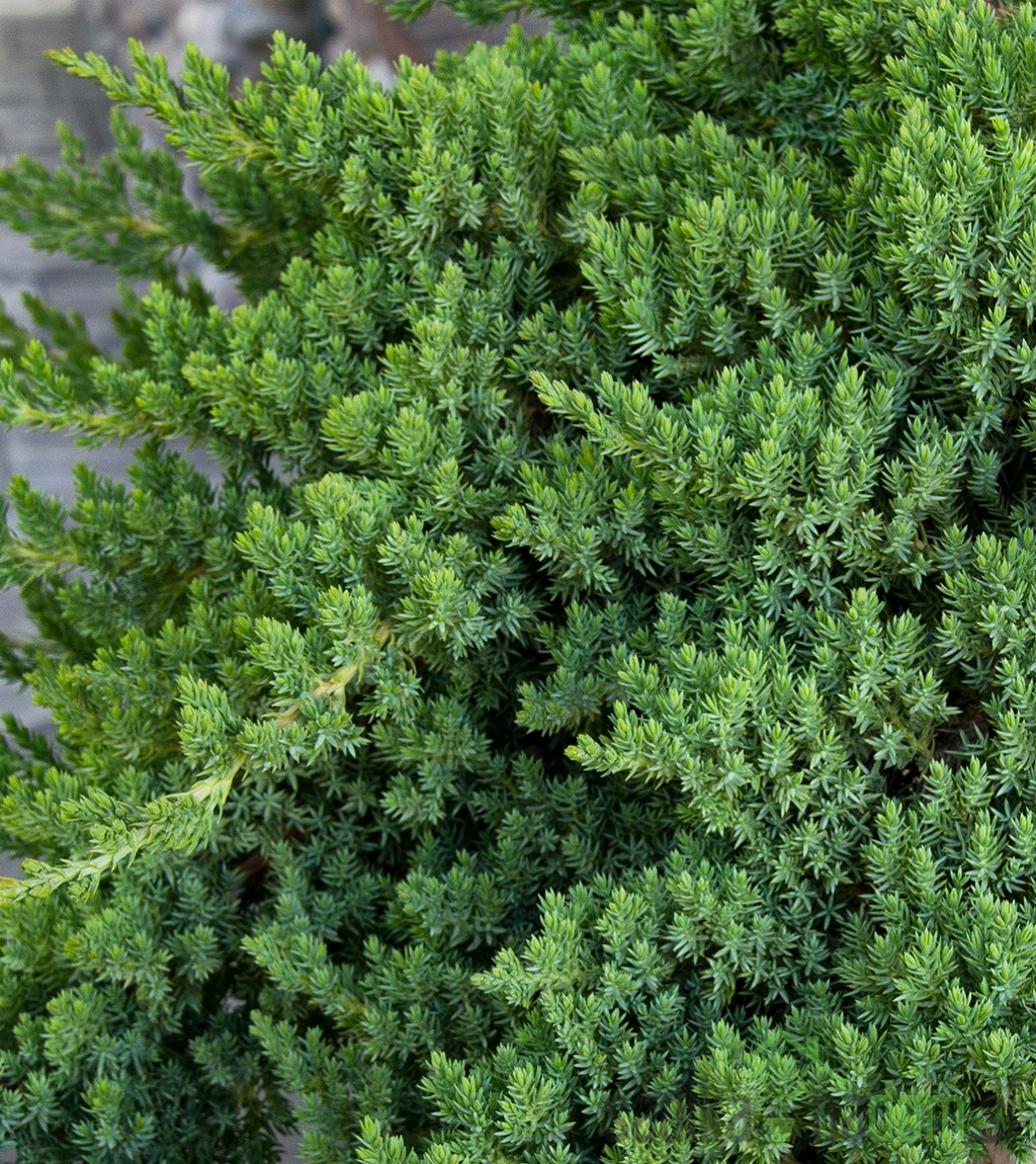 Brin Nana (Juniperus procumbens) 