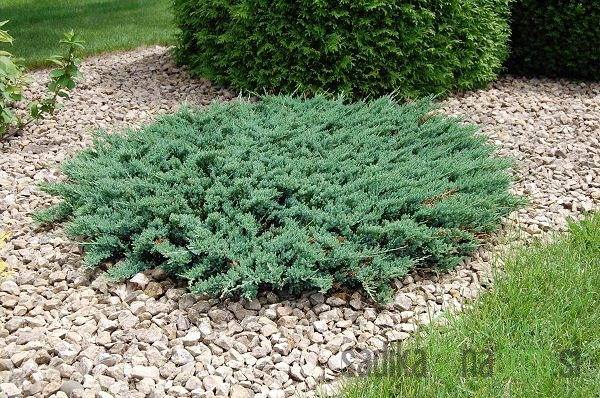 Brin plazeči Blue Chip (Juniperus horizontalis)
