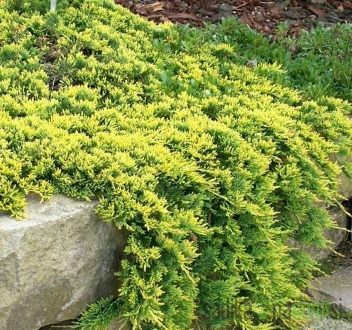 Brin plazeči Golden Carpet (Juniperus horizontalis)