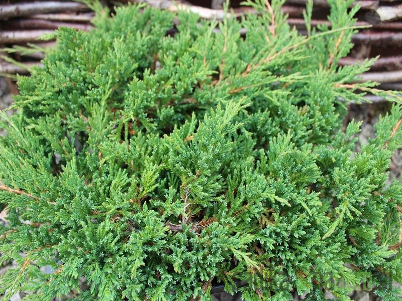 Brin plazeči Prince of Wales (Juniperus horizontalis)