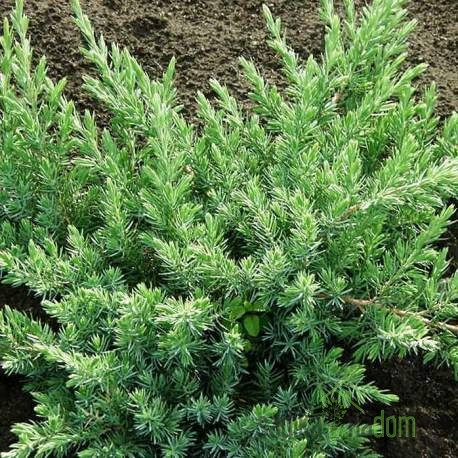 Brin Schlager (Juniperus conferta)