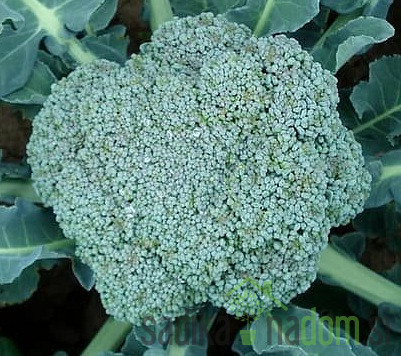 Seme brokoli Calabrese Natalino 14
