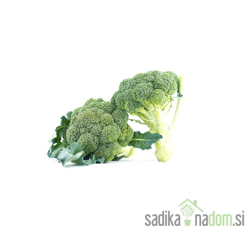 Seme brokoli Gea - PROFI
