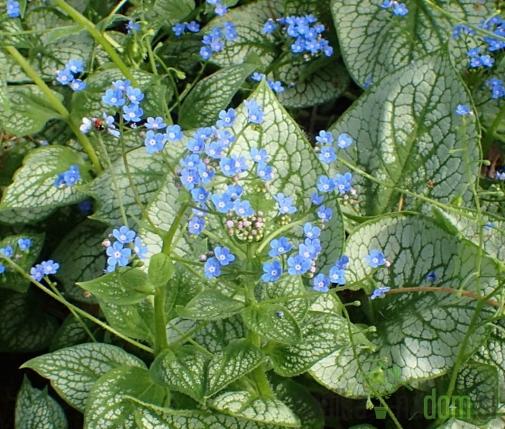 Brunnera Macriphylla Silver Heart