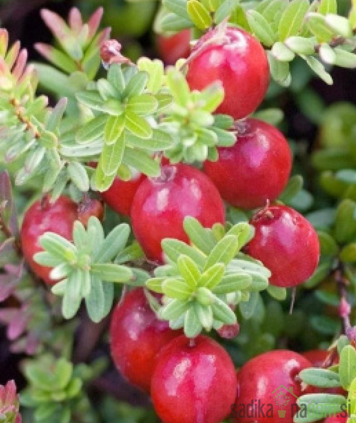Brusnica Pilgrim (vaccinum macrocarpon)
