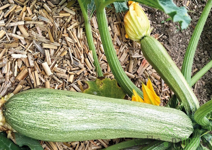 Seme bučka Ortolana Di Faenza