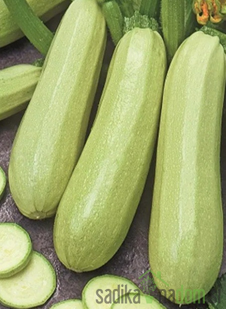 Seme bučke Bianca di Trieste 692