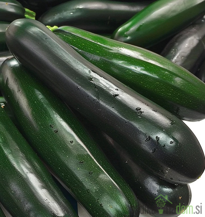 Seme bučka Black Beauty