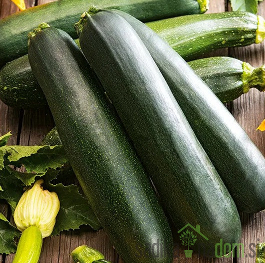 Seme bučke Nero di Milano 958