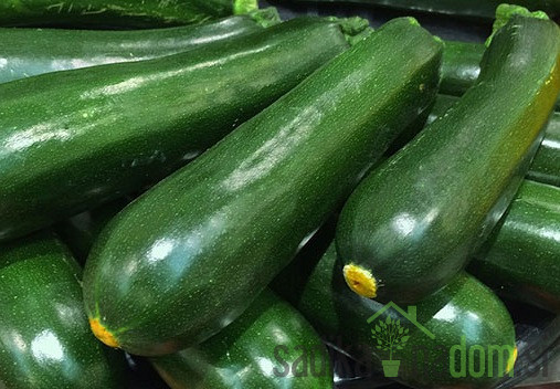 Seme bučke President F1 696