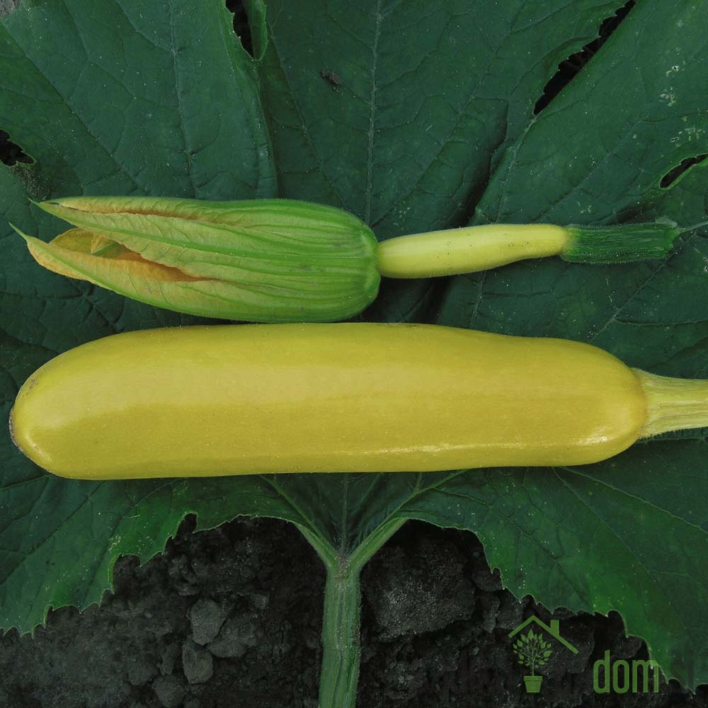 Seme Bučke rumene  A714