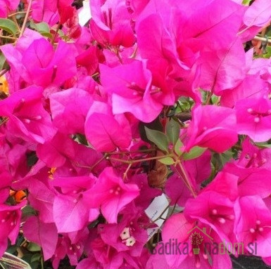 Bugenvileja Alexandra (Bougainvillea)