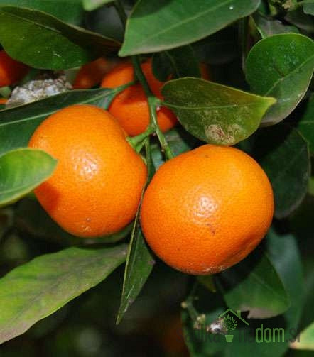 Calamondin (sobni mandarinovec) - S PLODOVI