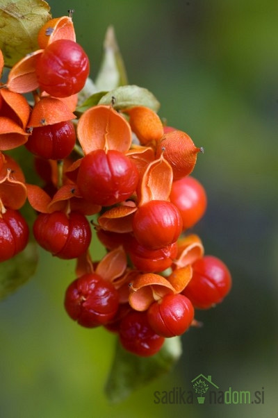 Ameriški davilec Bailumn (Celastrus Scandens)