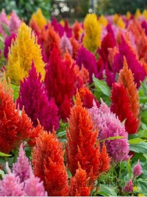 Celosia - Petelinji greben