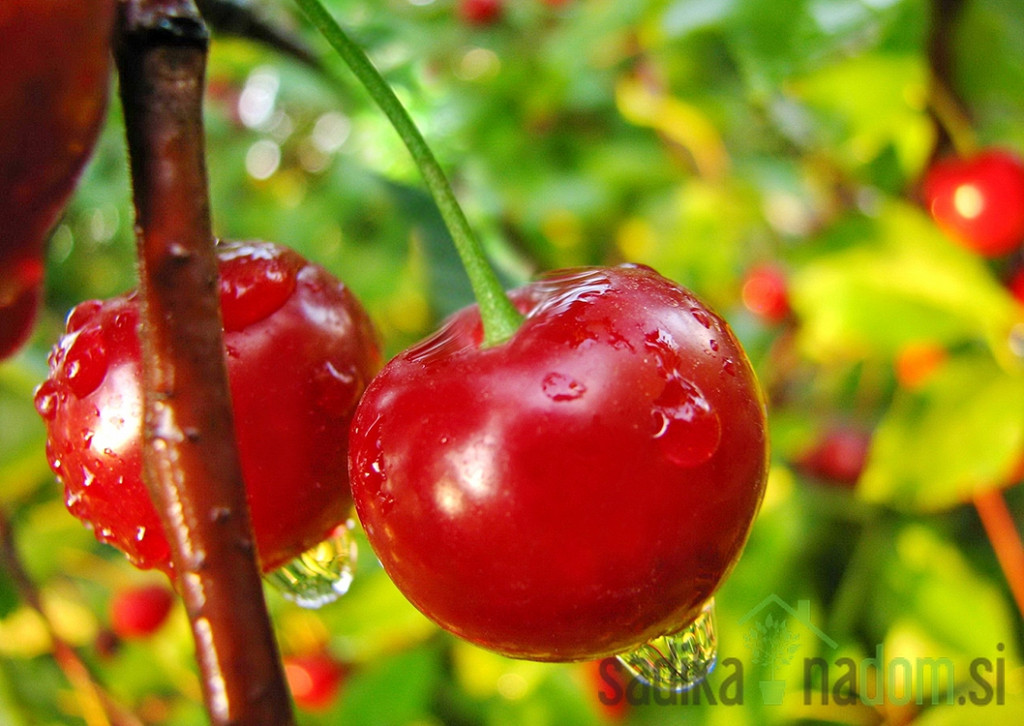 Češnja Compact Lambert - odlična HRUSTAVKA