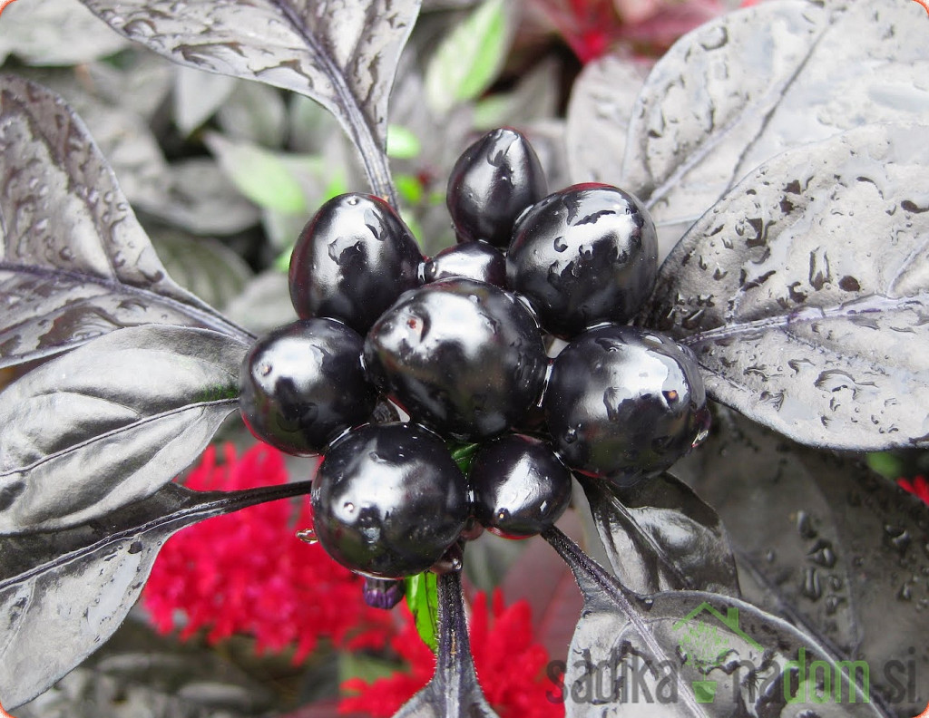 Feferon čili Black pearl