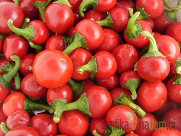 Seme Čili Red Cherry Small A553