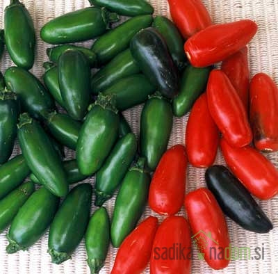 Feferon čili Serrano - mini jalapeno