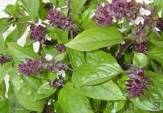 Seme Cimetova Bazilika