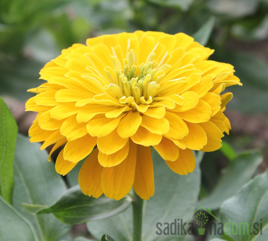 Seme Cinija rumena A5972