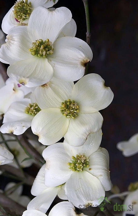 Dren Floridski cvetnik Cloud Nine (Cornus Florida) 