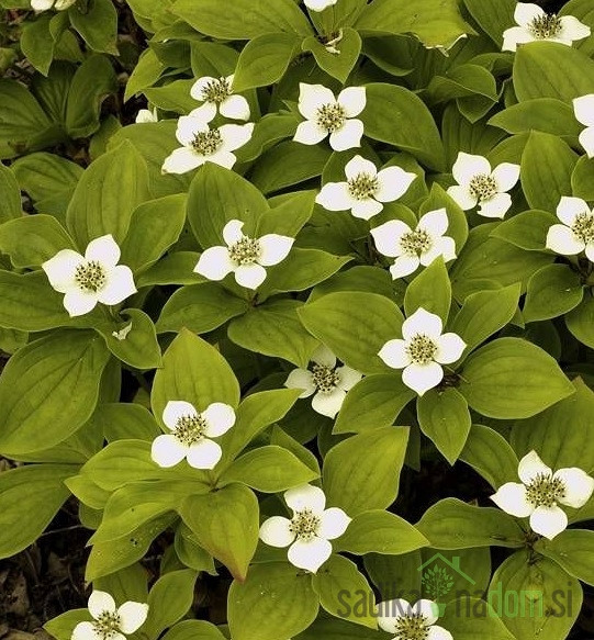 Kanadski dren (Cornus canadensis)