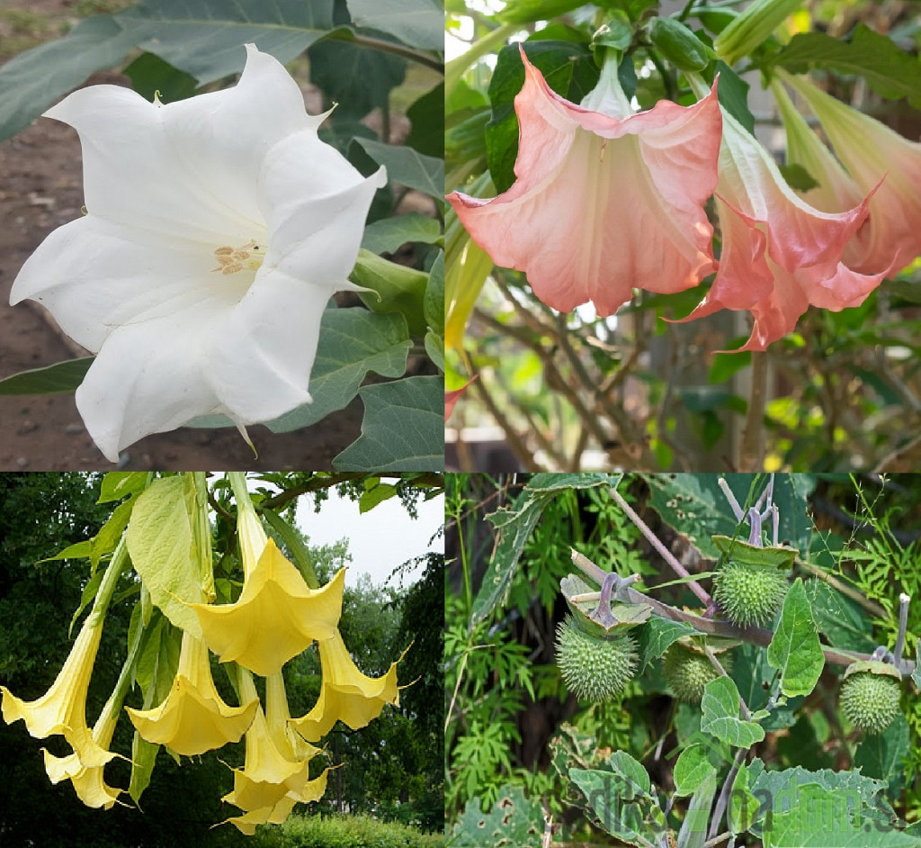 Datura (Brugmansia)