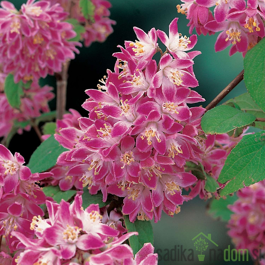 Dojcija Strawberry Fields (Deutzia)