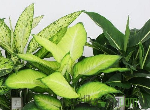 Dieffenbachia Luxe 