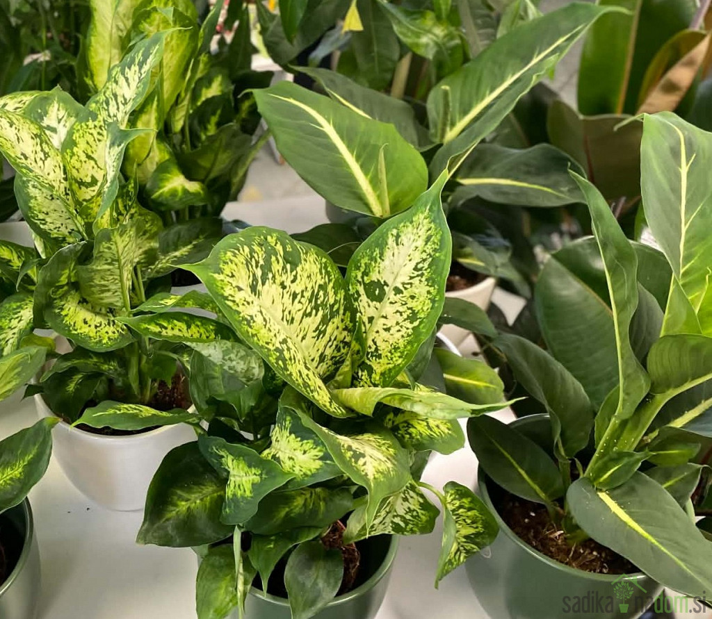 Difenbahija (Dieffenbachia) 