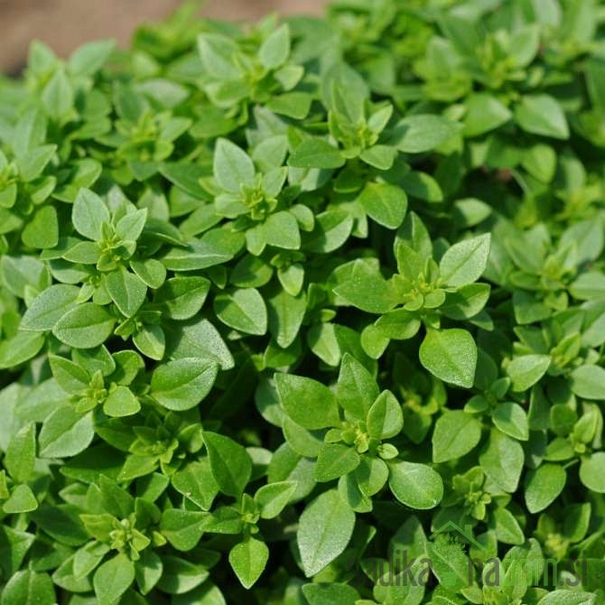 Dišavnica Bazilika drobnolistna