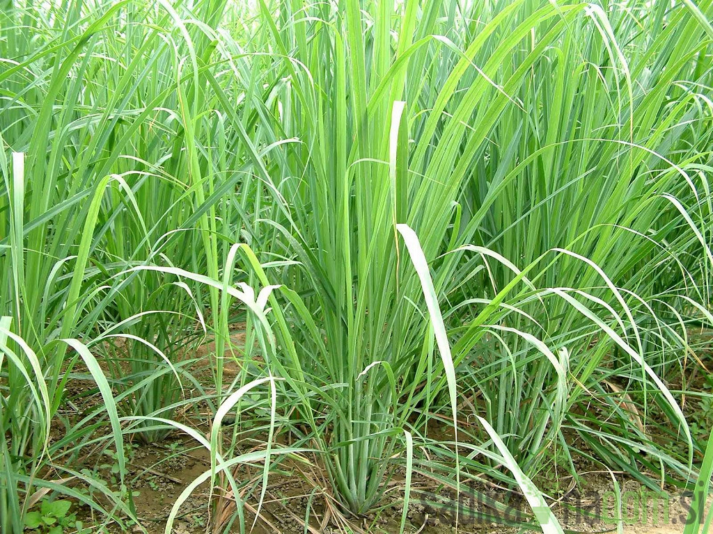 Dišavnica Limonska trava