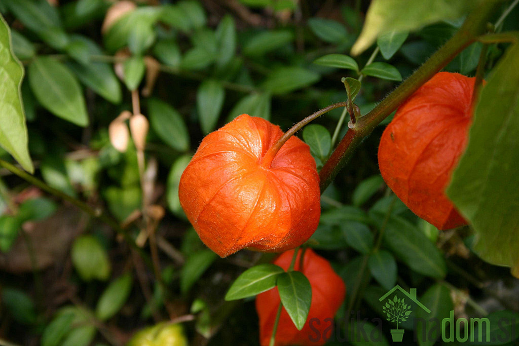 Perujsko volčje jabolko / Fizalis