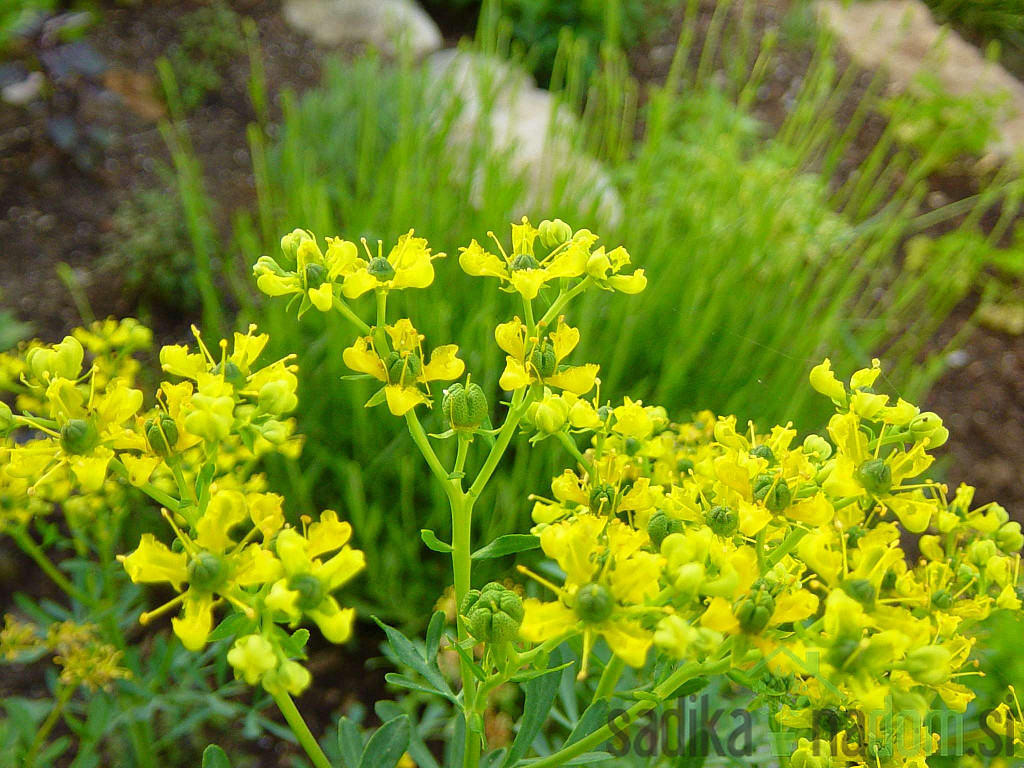 Dišavnica Vinska rutica - ODGANJA VOLUHARJA IN MRČES