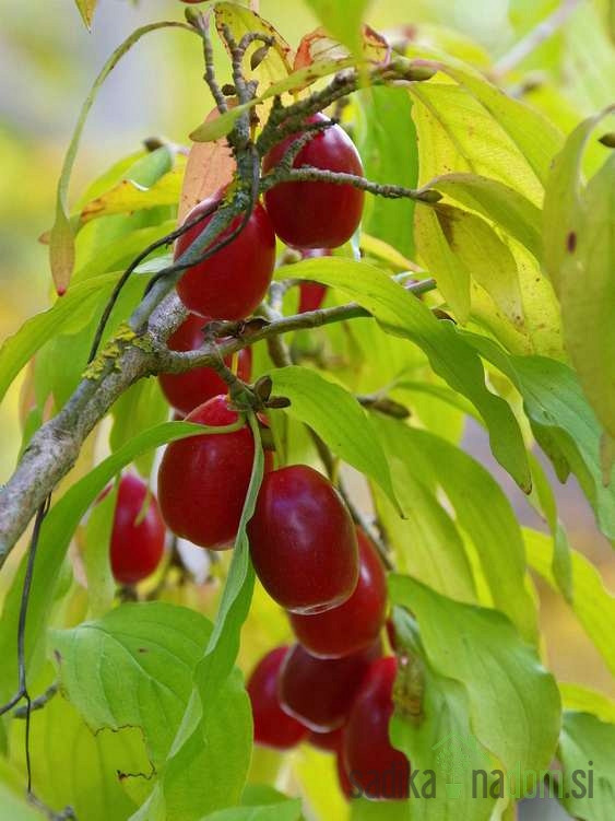 Rumeni dren cepljeni Schonbrunner