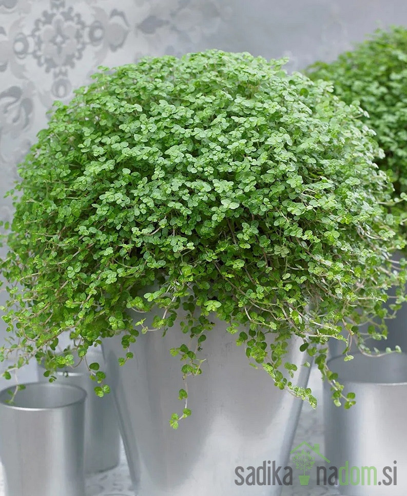 Družinska sreča (Soleirolai Soleirolii)